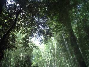 嵯峨野地区にて。竹林は有名である。