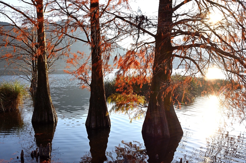 落羽松の紅葉。湖の青を残した系。
